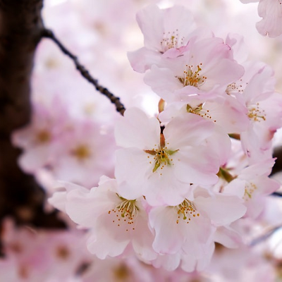 angelicjewel picture