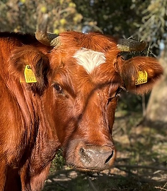 hummusandfalafel picture