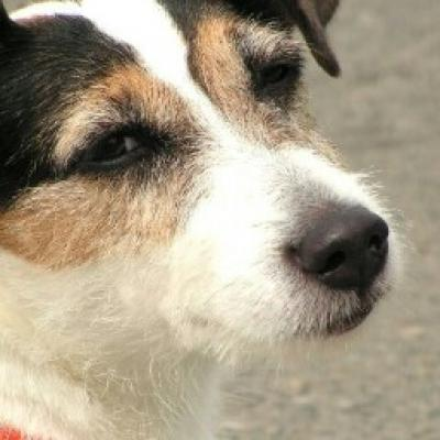 VeganJazzman picture