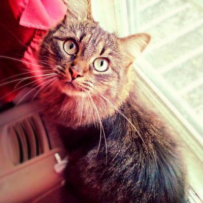 meowkawaiidesu picture