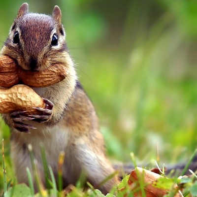 SquirrelDi picture