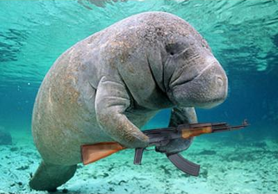 wrathofmanatee picture