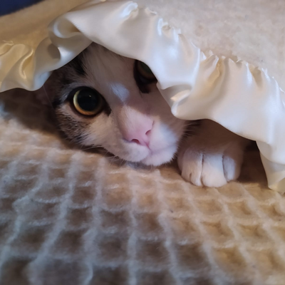 FabrizioViggiano picture