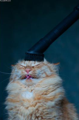 bunniestfriend picture