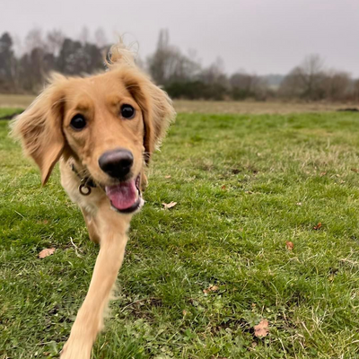 RhiannonBridges picture