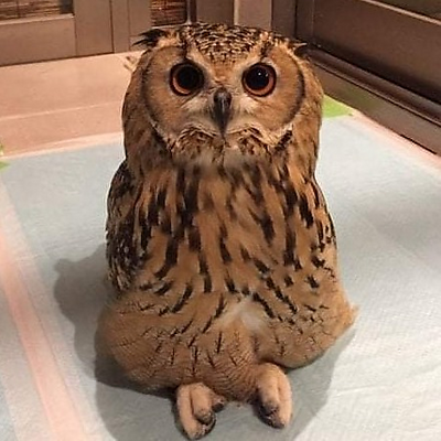 JustineDivett picture