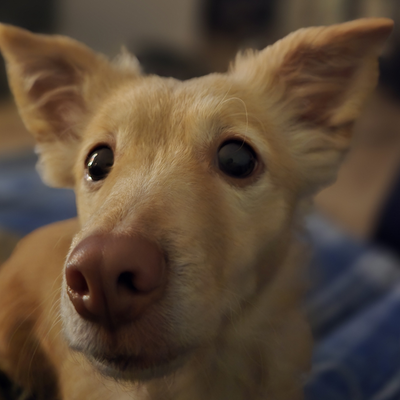 Leonardolynx97 picture