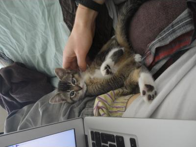 Choleracosmic picture