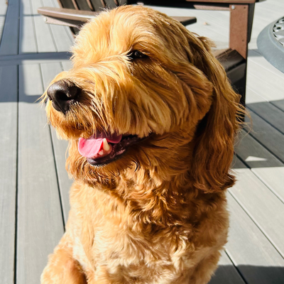 VeganIceCreamLover picture