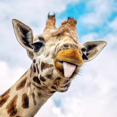 Giraffe.exe picture