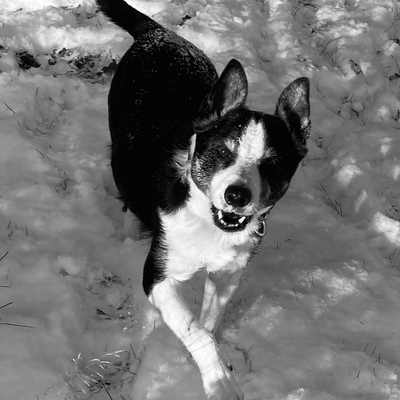 GitteLøvkvistBorch picture