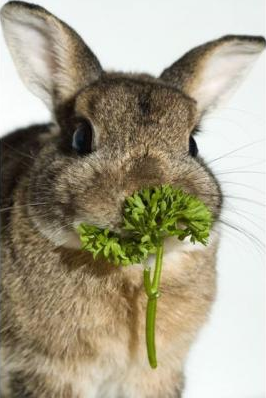 Vegbunny picture