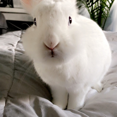 BunMum picture