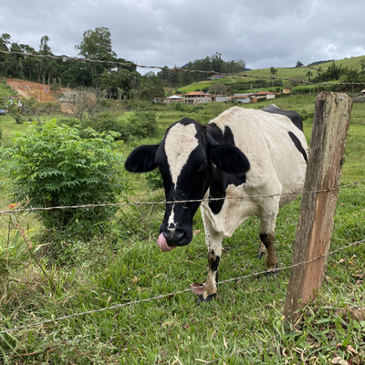 DayaneFranca picture