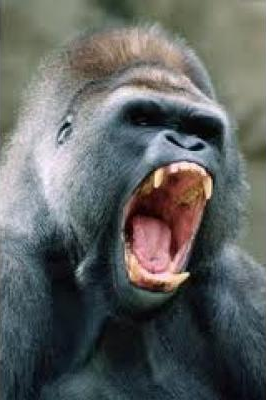 Silverback1 picture