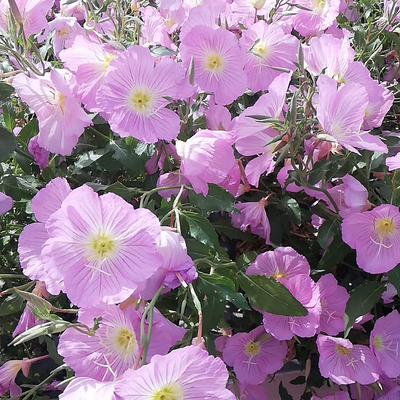 GiuliaFontana picture