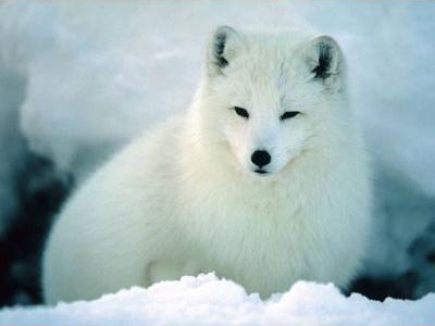 arcticfox picture