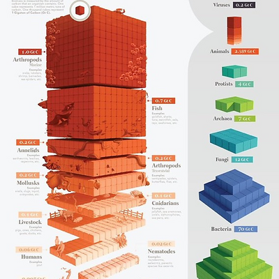 Kauaiōō_MohoNobili picture