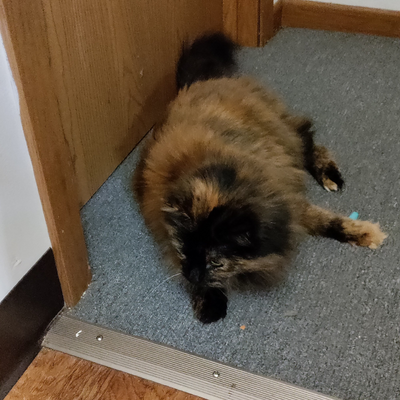 takeoutchopsticks picture