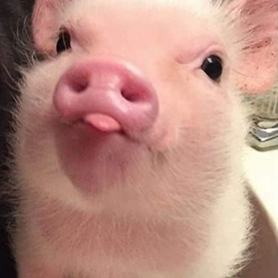 PiggyBliss picture