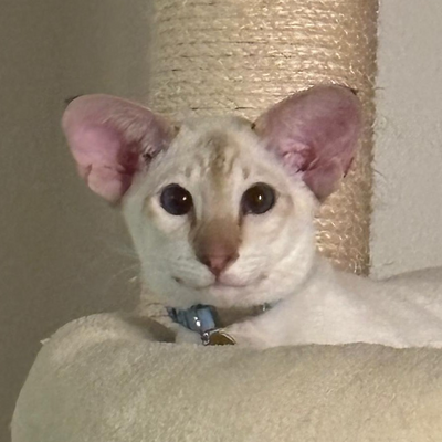 natahei picture