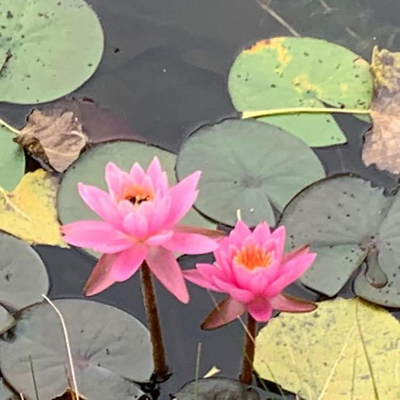 MeganMcGillicuddy picture