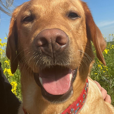 Holly_The_Lab picture