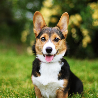 corgilover picture