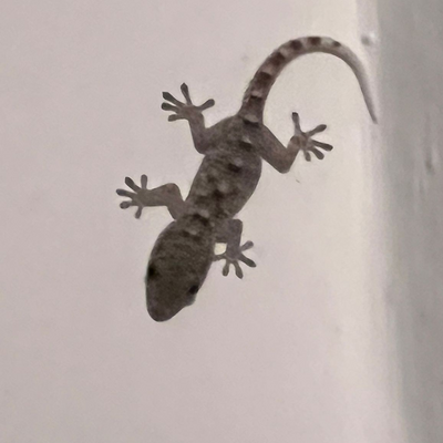 Geckolo picture