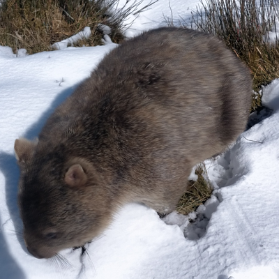 ChunkyWombat picture