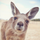 Ambassador _the_kangaroo_