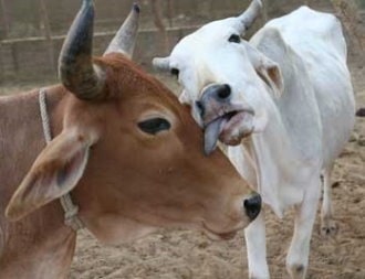 happy cows